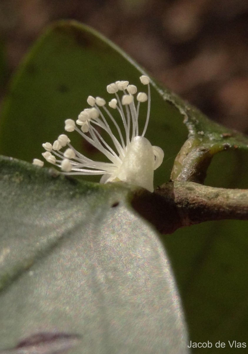 Eugenia rotundata (Trimen) Trimen